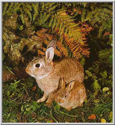 Rabbit-MumTR-mom_and_baby-by_Trudie_Waltman-s400.jpg (48458 bytes)